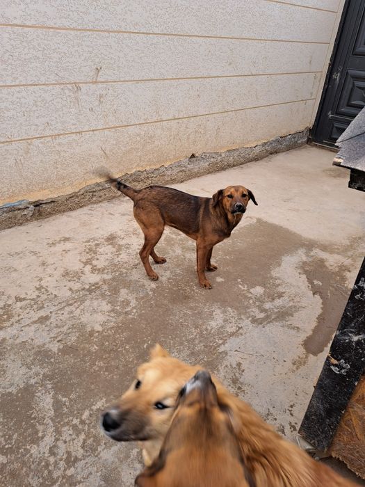 Собаки в добрые руки, только с дальнейшем отслеживанием судьбы