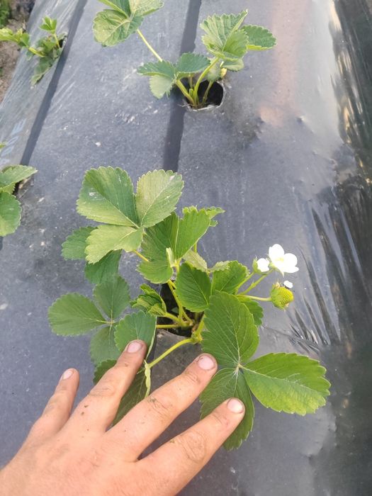 Stoloni de Capsuni *Produc tot Anul * Albion