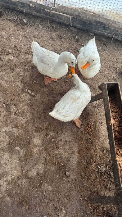 Урдак сотилади хонаки тезда