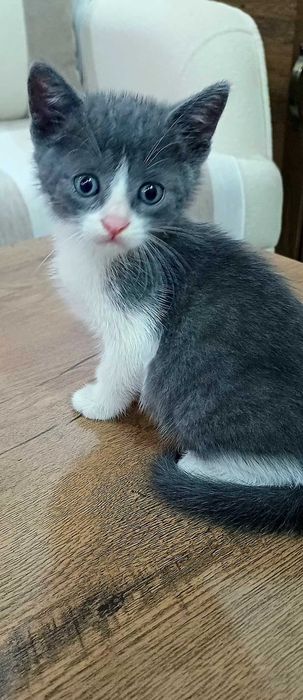 Подарявам красиви котенца