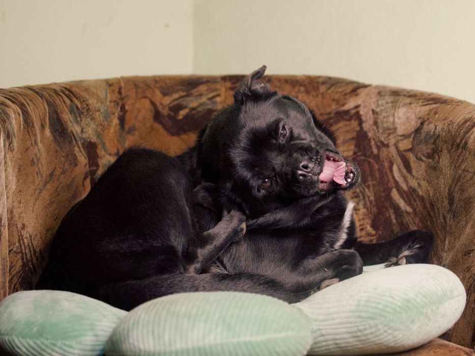 Лия ищет любящую семью!