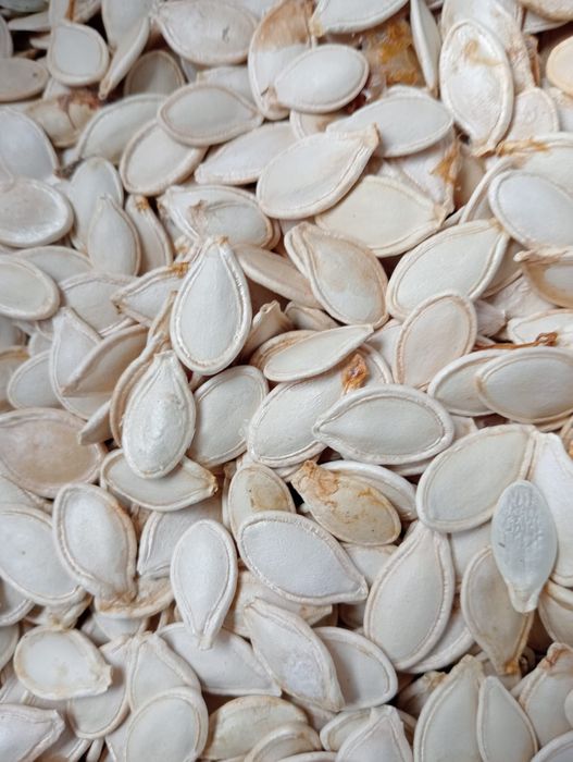 Seminte DOVLEAC - vânzare