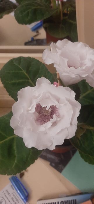 Цветы.     Цветы