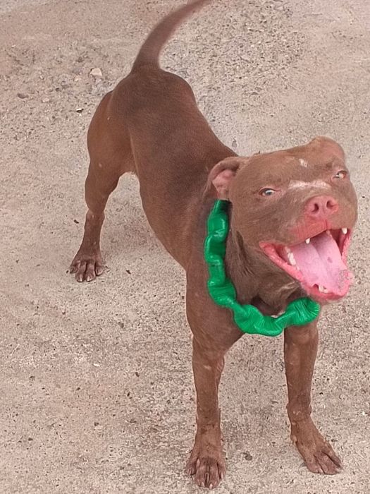 Продаём Питбуля бойцовая