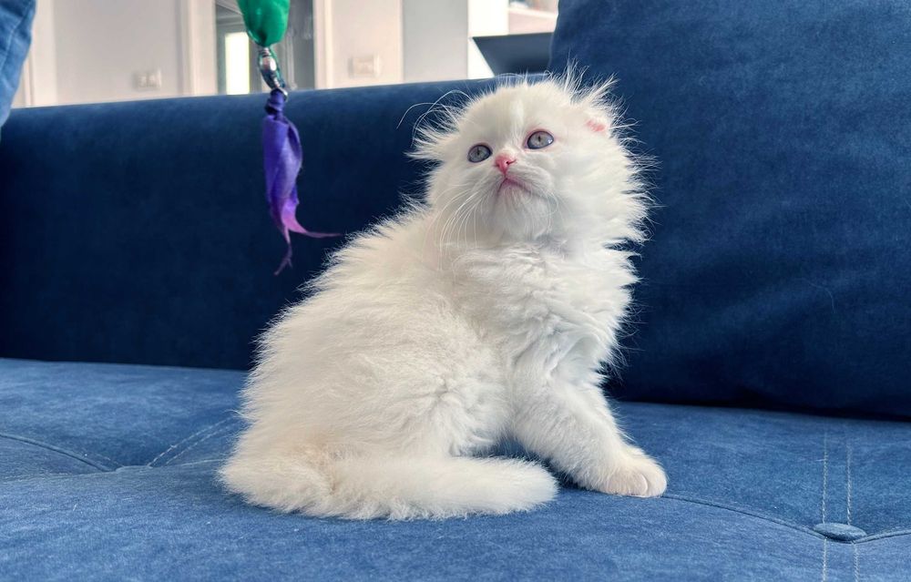 Motănel Scottish Fold Loghair, Pedigree - 2 luni