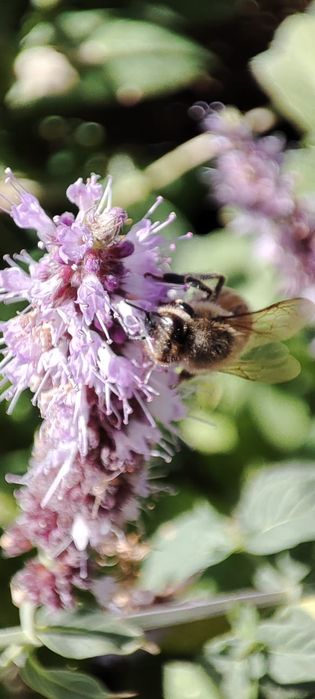 Мёд с горной пасеки.