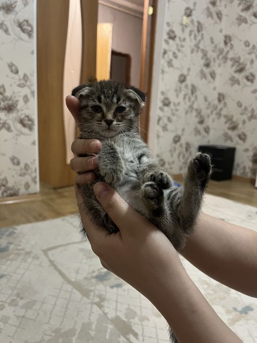 Продам вислоухого  котенка 6 тысяч