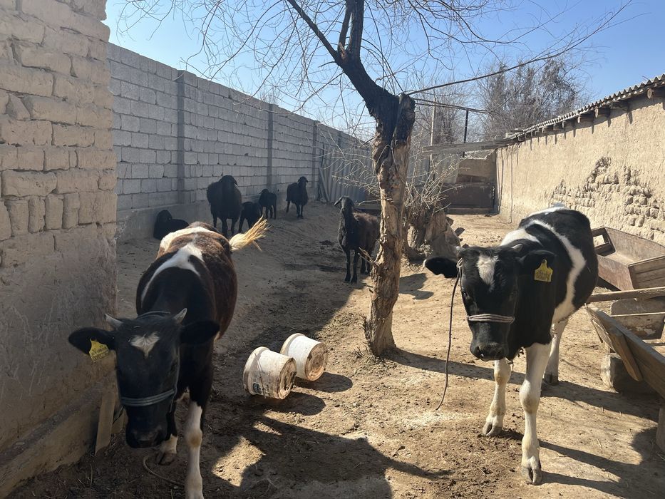 Қой қозысымен бұзаулар