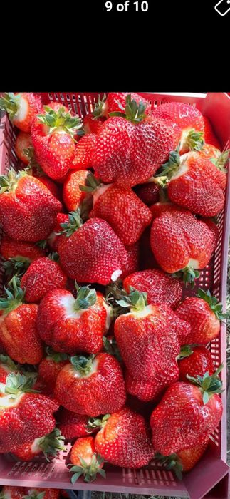 Продавам Разсад ягоди и малини