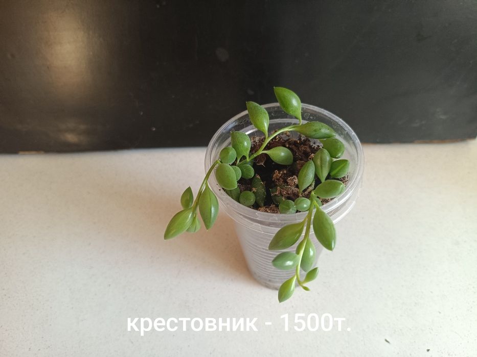 Отростки растений!