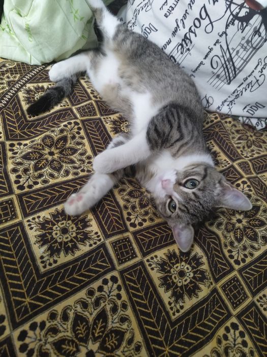 Отдам кошечку   в хорошие руки