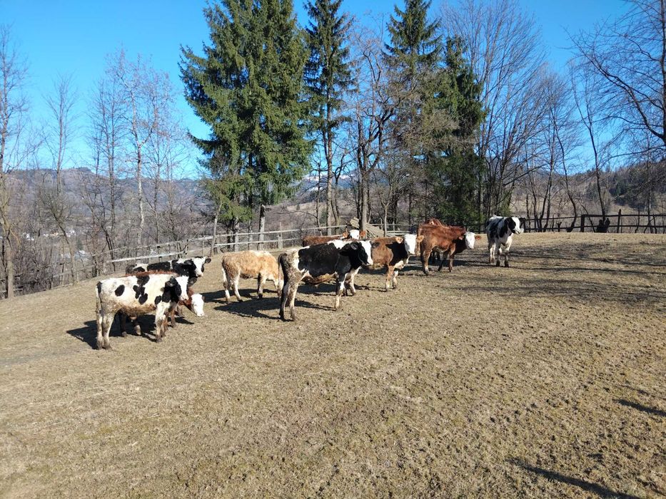 Vindem Lot de zece bucăți 6 Junici și 4 taurii