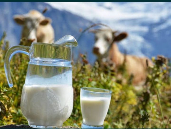 Сиыр сүті сатылады. Продается коровье молоко.