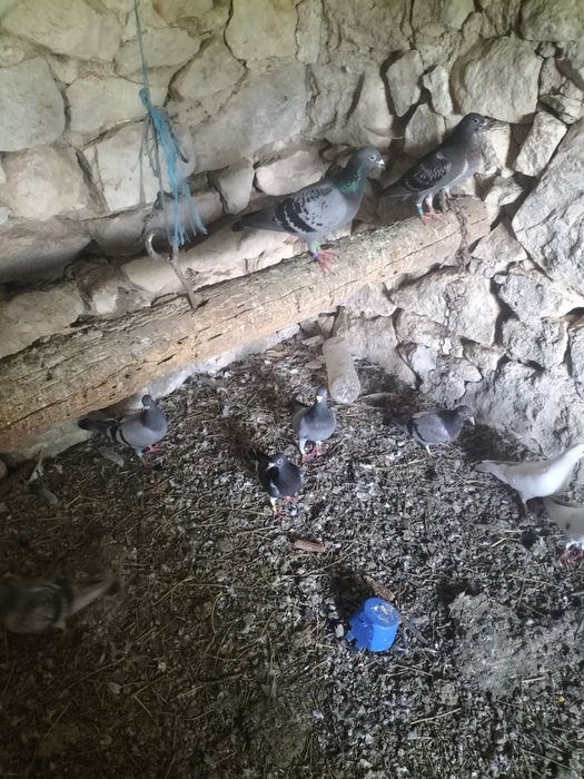 Porumbei voiajori pui