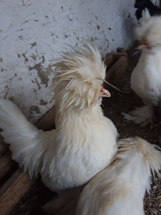 Kareyski yaponcha xoro'zlari sotiladi