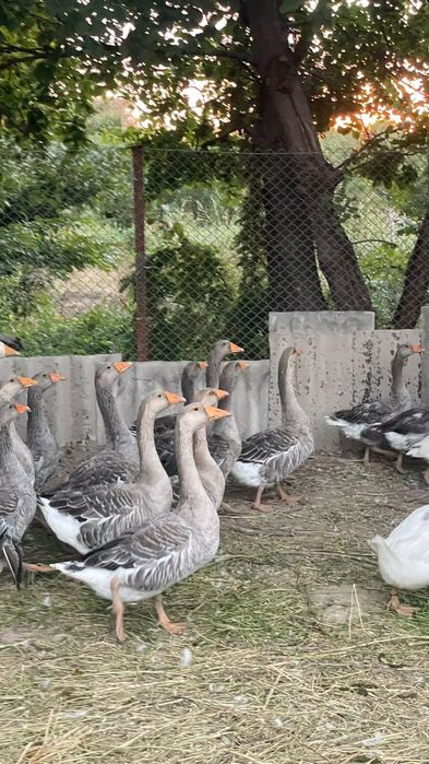 Гуси Линда, Крупная серая Башкирия