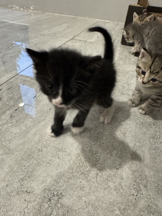 Отдам котят бесплатно