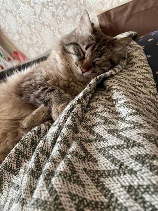 Отдам в добрые руки кота