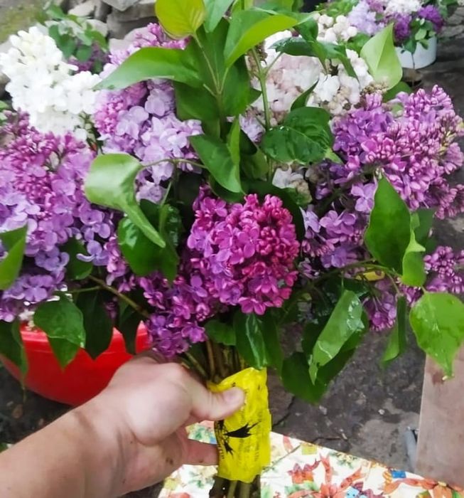 Продам колированную  сирень