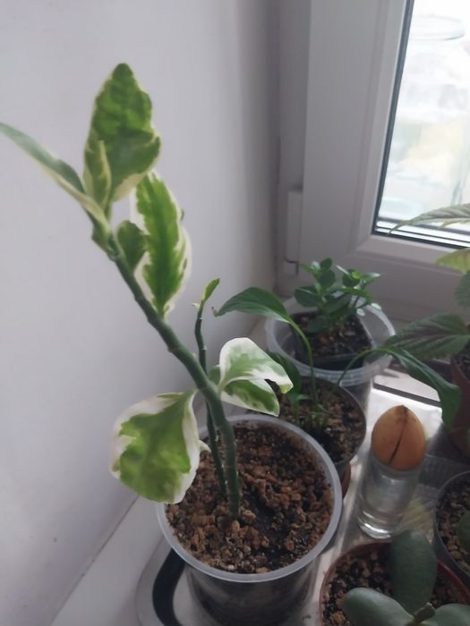 Продам комнатные цветы