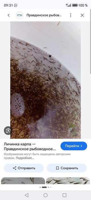 Личинка, малёк сазана, карпа, толстолобика