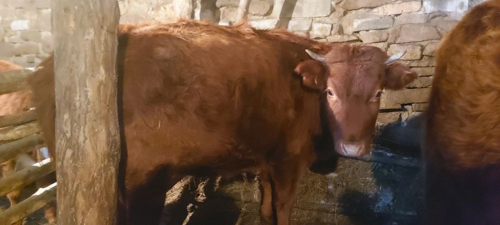 Продам коровы, тайынша, сиыр, қашар