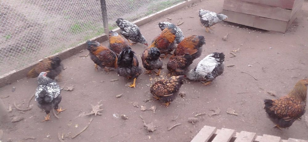 Петли на шест месеца