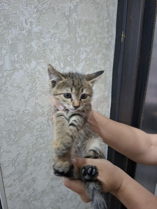Домашние котята в добрые руки