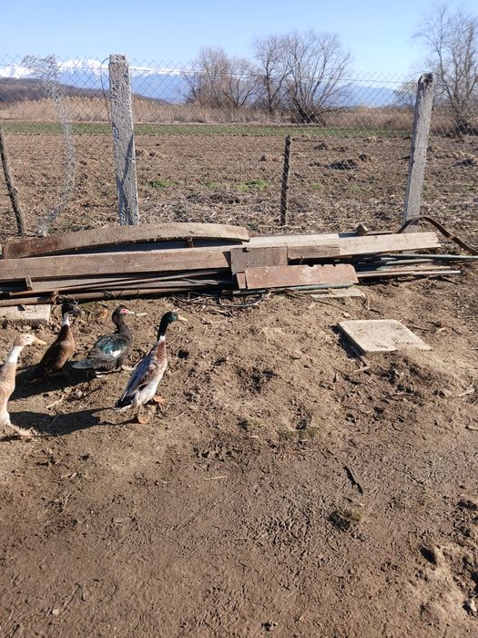 Ratoi indian  schimb