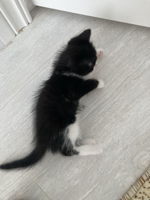 Отдам кошку в хорошие руки.