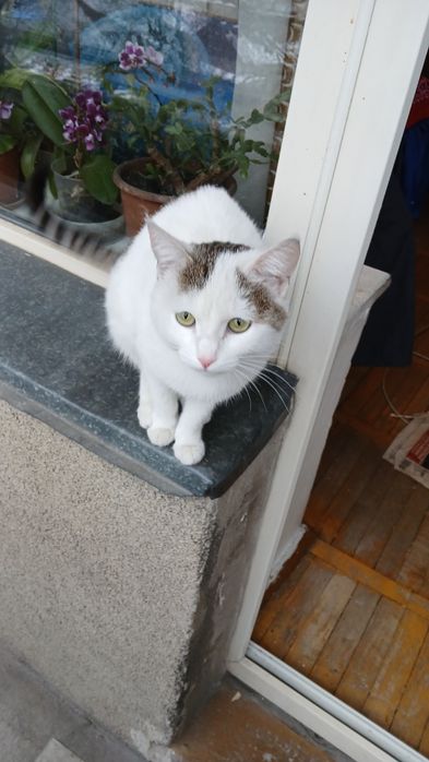 Кошечка в самые заботливые руки