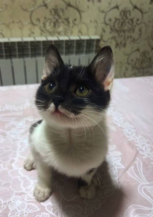 Отдам в хорошие руки