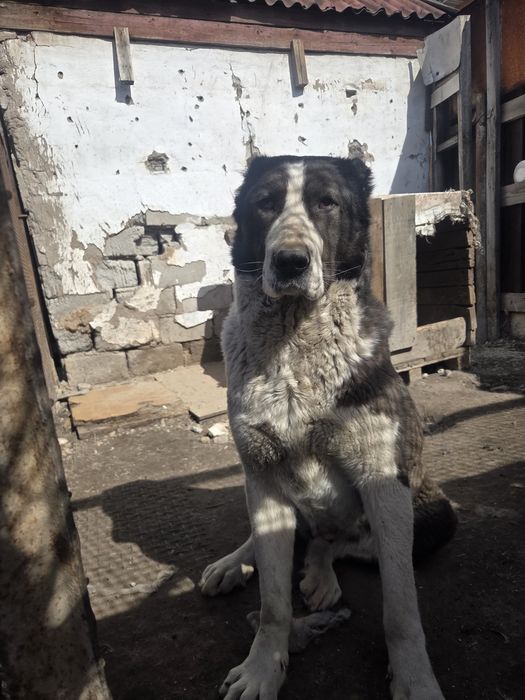 Продам щенка Алабай