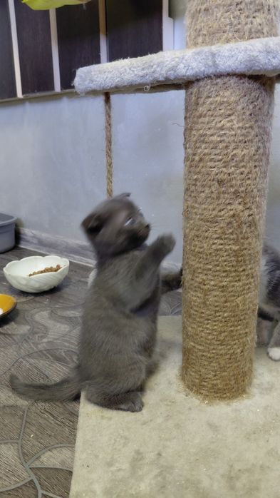 Вислоухие котята