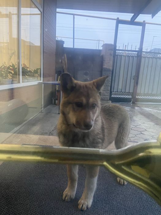 Красивая ласковая собачка