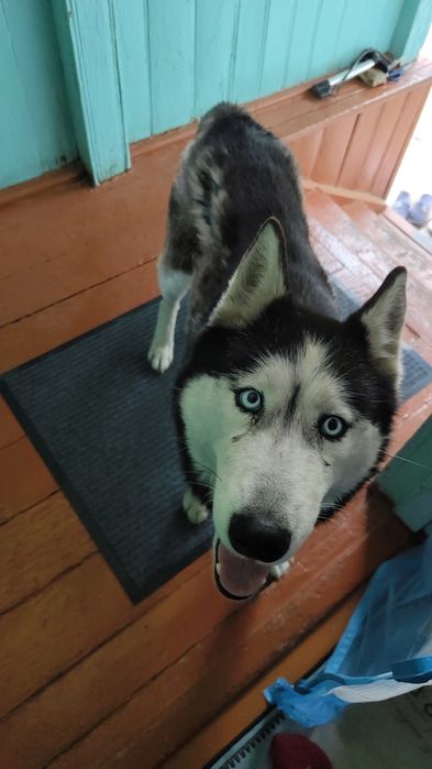 Срочно отдам собаку