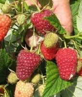 Maravila Malina koʻchati