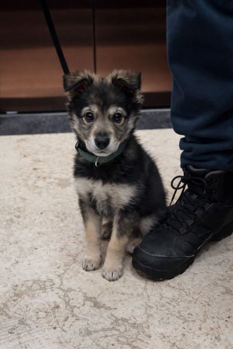 Щенок Собака Бесплатно