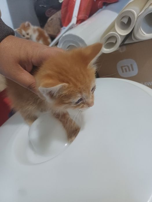 Котята ищут новые семьи