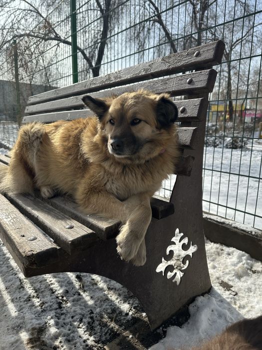 Пристраивается собачка