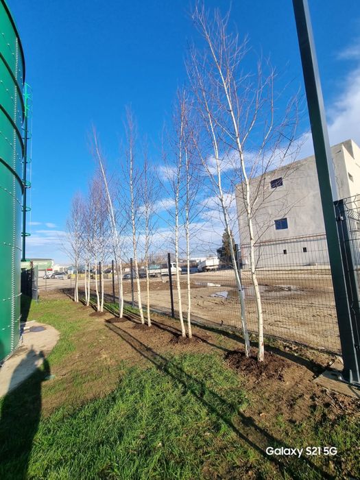 Copacii ornamentali 12 - 30 circumferinta livram oriunde in tara