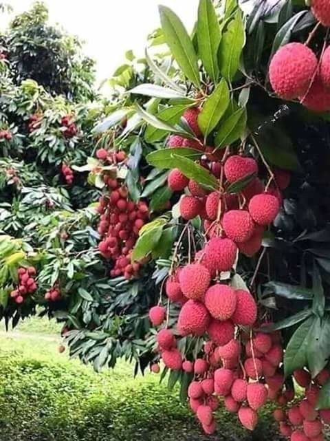 Arbusti Fructiferi ( Litchi )