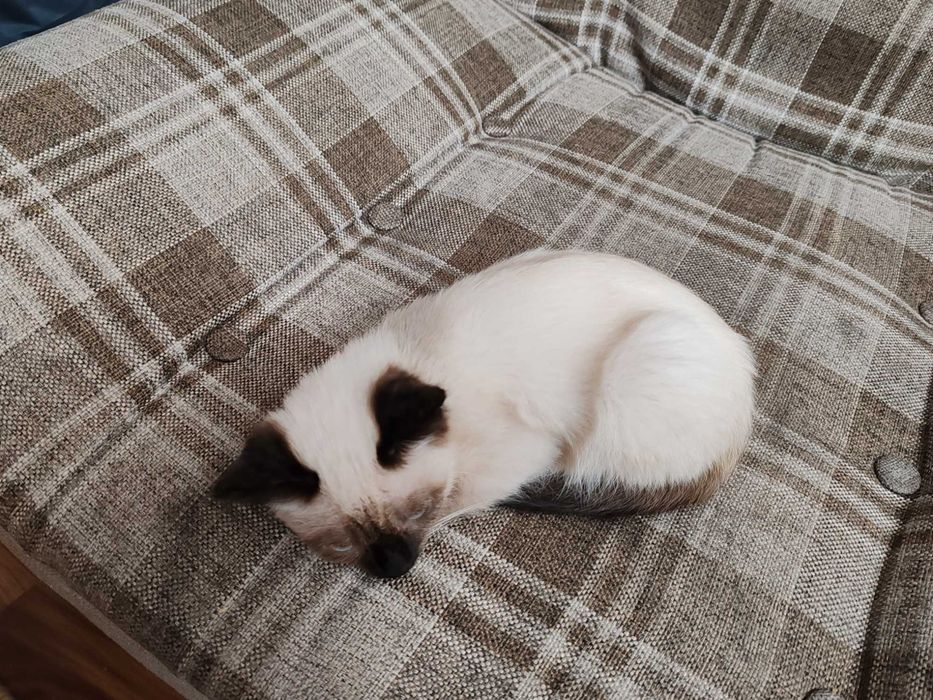 Сиамский котенок