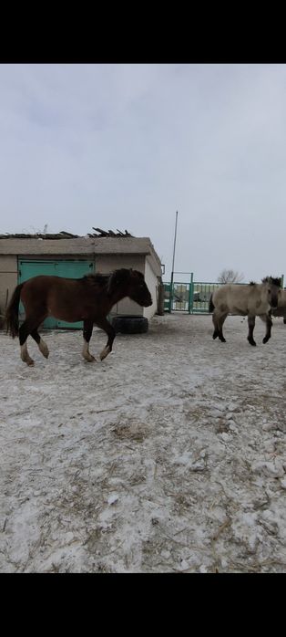 Откормда тұрған жабағылар