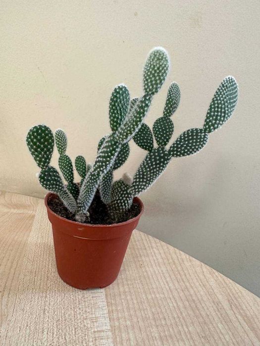 Продаю цветы  (кактусы сортовые, денежное дерево, каменная роза )