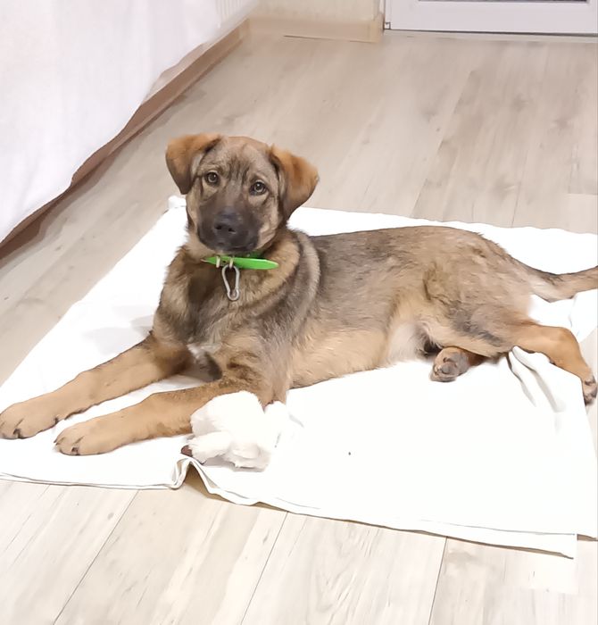 Подарява се кученце