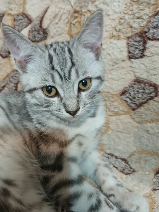 Котята  тайской породы ,голубоглазые.