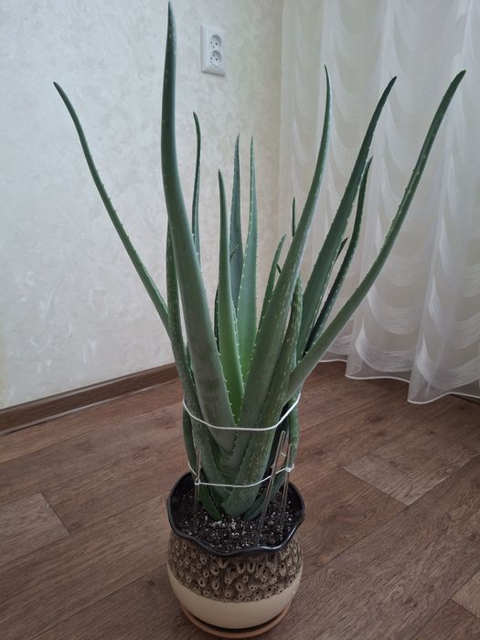 Комнатное растение