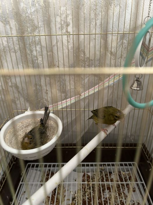Канарейка пара с клеткой
