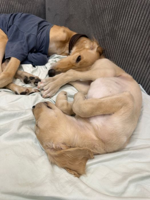 Продаётся щенок тазы — остался один!